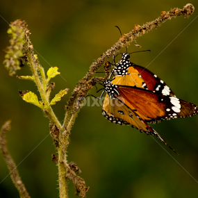 Color Color by Madhujith Venkatakrishna - Animals Insects & Spiders