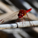 Broad scarlet dragonfly