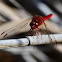 Broad scarlet dragonfly