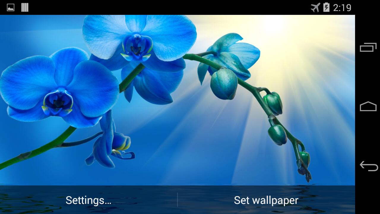 Blue Orchid Wallpaper