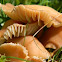 Fairy Ring Mushroom