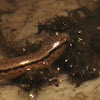 two-lined salamander