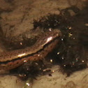two-lined salamander
