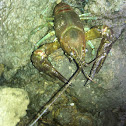 American Crayfish