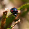 Harmonia axyridis