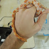 Corn Snake [With Albinism]