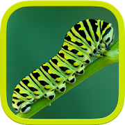 Insects Puzzle  Icon