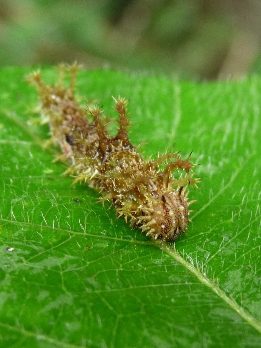 Adelpha Caterpillar