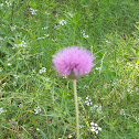 Texas Thistle