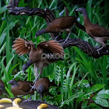 Feeding Frenzy by Stan Lupo -  
