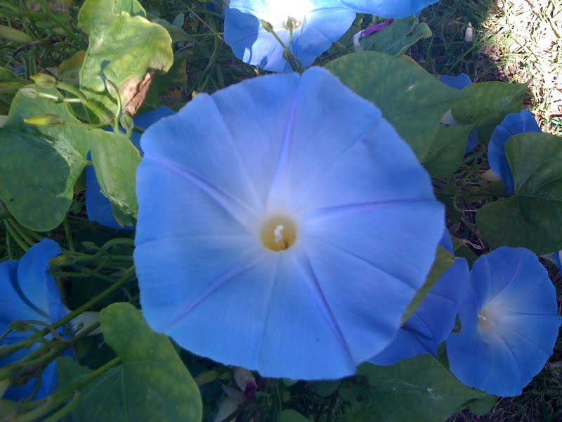 Morning Glory