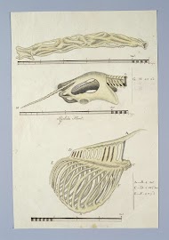 Giraffa camelopardalis (Giraffe)