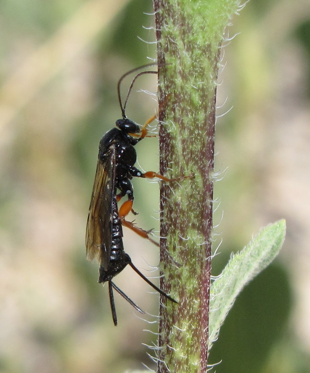 Ichneumon wasp (female)