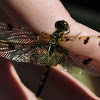 Calico Pennant (Female)