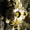 Thatched Barnacle