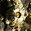 Thatched Barnacle