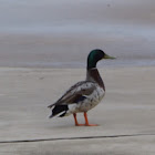 Mallard Duck