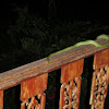 Green Cat Eye Snake