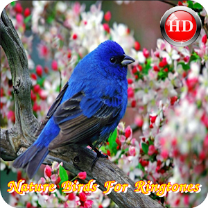 Nature Birds For Ringtones.apk 1.0