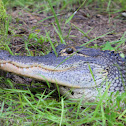 American Alligator