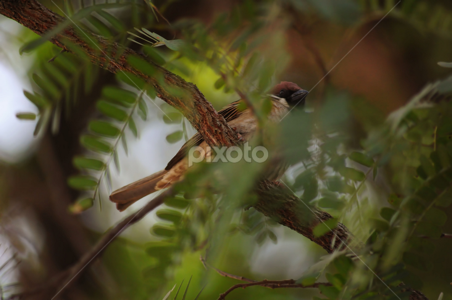 by Jhun Melchor - Animals Birds