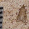 Herbal Moth