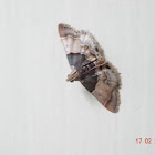 Painted Meal Moth