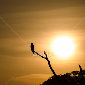 sunset kite by Aditya Bugadi - Landscapes Sunsets & Sunrises