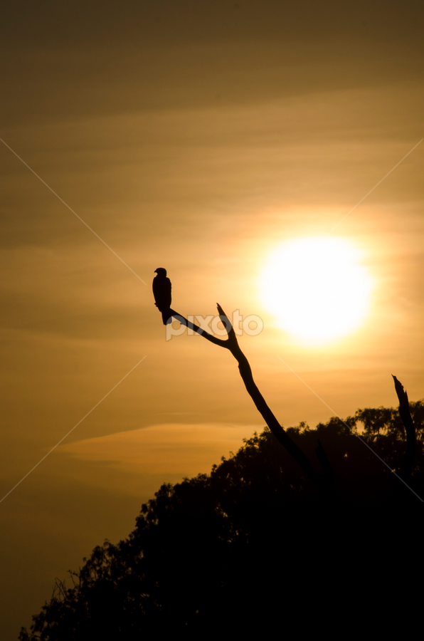 sunset kite by Aditya Bugadi - Landscapes Sunsets & Sunrises