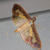 semi clear wing moth