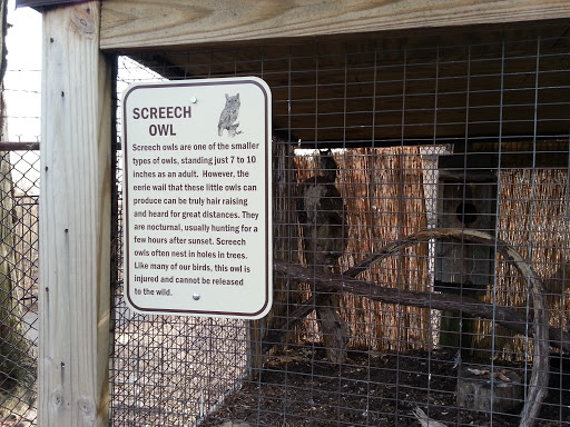 Wickham Aviary Screech Owl