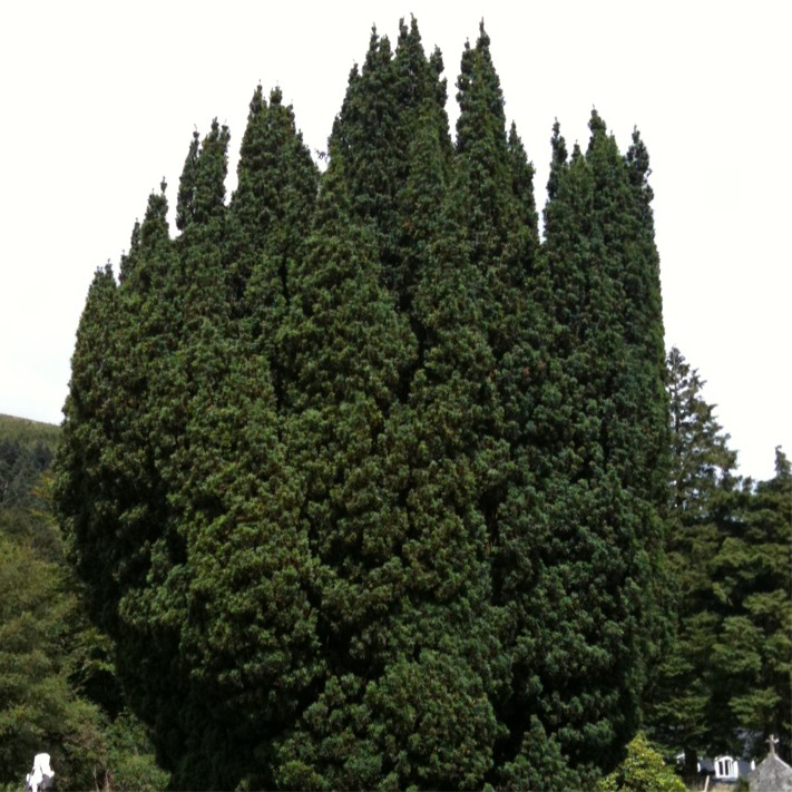 Taxus baccata 'Fastigiata' (Irish yew)