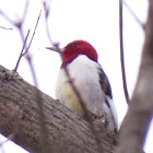 Red-headed Woodpecker