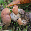 Humungous fungus