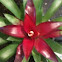 Bromeliad