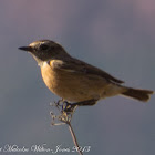 Stonechat; Tarabilla Común