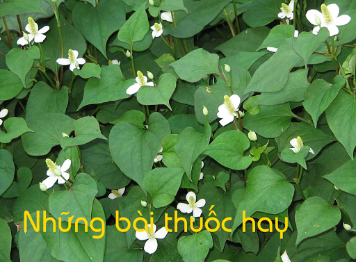 Bài thuốc hay dân gian