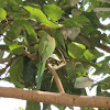 Indian Ringnecked Parakeet