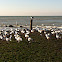 European Herring Gulls