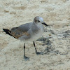 First Winter Laughing Gull
