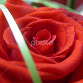 Rose by Maria Semelevich - Flowers Single Flower