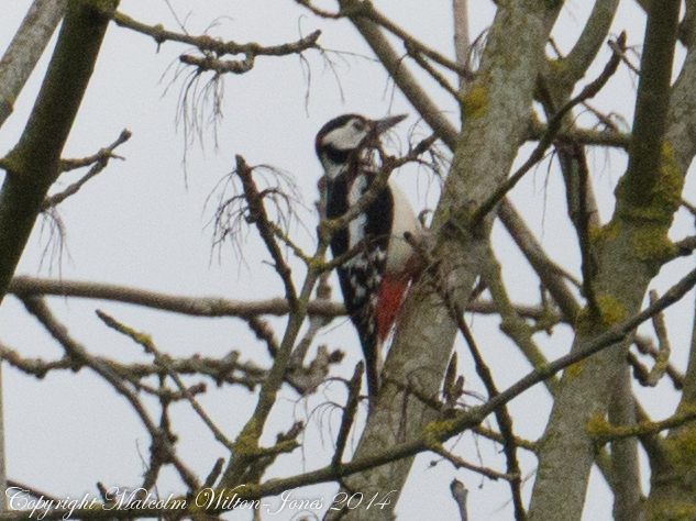 Great Spotted Woodpecker