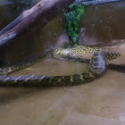 Yellow Anaconda