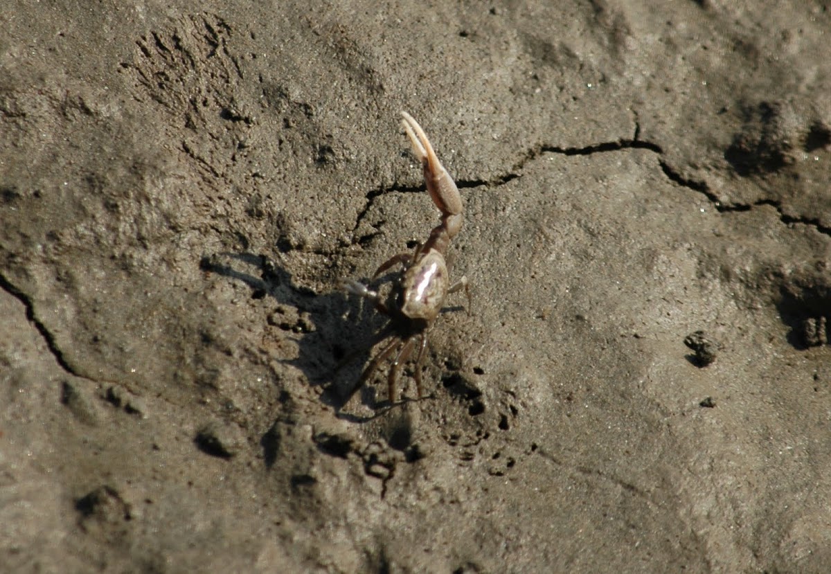 Fiddler Crab