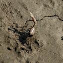 Fiddler Crab