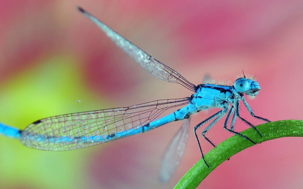 Kids Games Bugs Jigsaw Puzzles Android Apps on Google Play