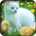 White kitten wallpapers icon