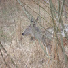 Roe deer