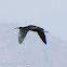 Glossy Ibis; Morito