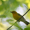 Prothonotary Warbler